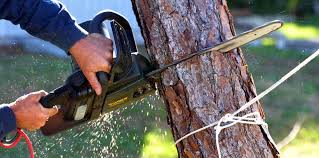 Best Organic Lawn Care Solutions  in Compton, CA