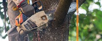 Best Storm Damage Tree Cleanup  in Compton, CA