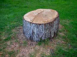 Best Tree Mulching  in Compton, CA