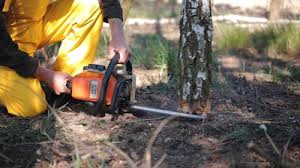 Reliable Compton, CA Tree Services Solutions