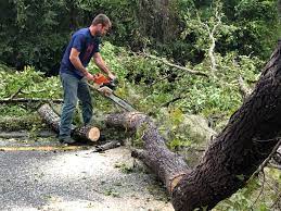 Best Root Management and Removal  in Compton, CA