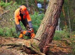 Best Lawn Maintenance Plans  in Compton, CA