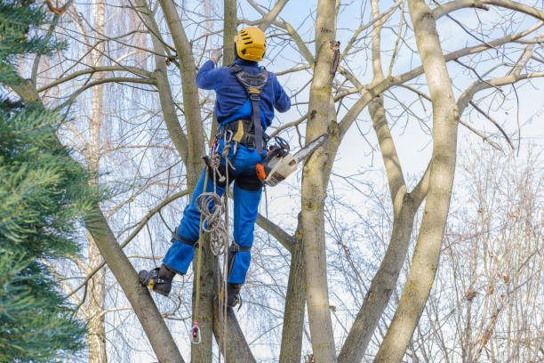 Best Tree Health Inspection  in Compton, CA