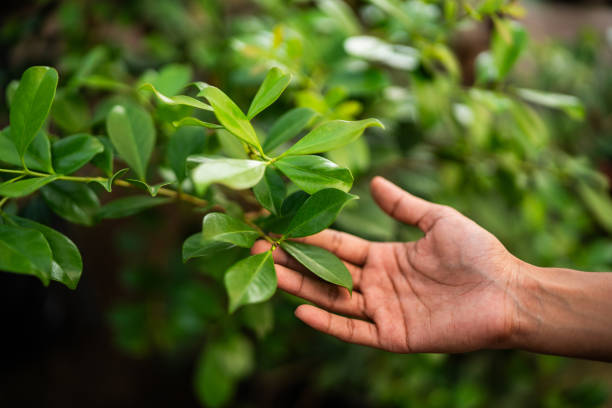 Best Tree Trimming and Pruning  in Compton, CA