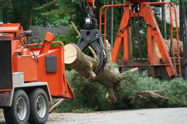 Best Arborist Consultation Services  in Compton, CA