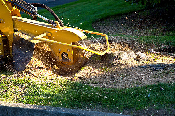 Best Emergency Tree Removal  in Compton, CA