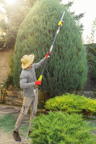 Best Fruit Tree Pruning  in Compton, CA