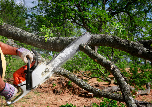 How Our Tree Care Process Works  in  Compton, CA