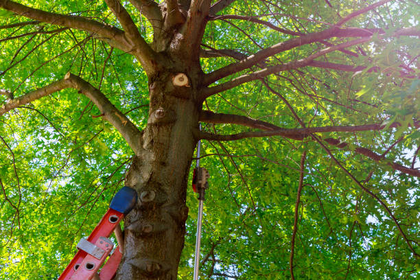 Best Tree Maintenance Programs  in Compton, CA